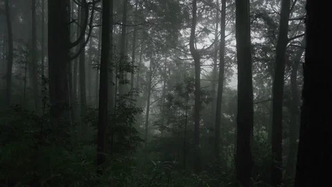 forest.jpg